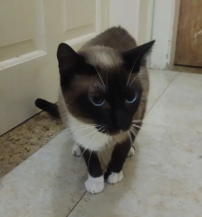 Gato ra a Srd idade 7 a 11 meses nome Mila