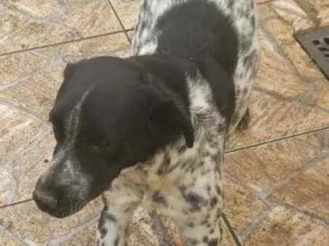 Cachorro ra a Viralata idade 1 ano nome Lelê