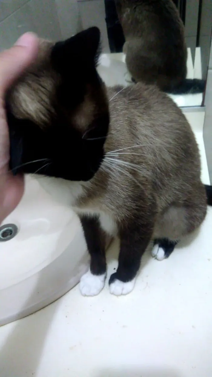 Gato ra a Srd idade 7 a 11 meses nome Mila
