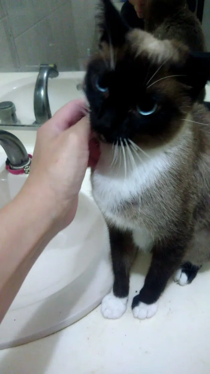 Gato ra a Srd idade 7 a 11 meses nome Mila