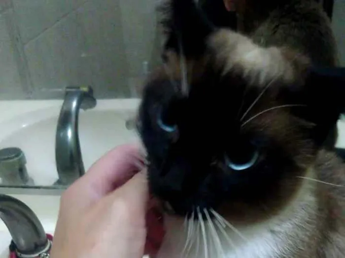Gato ra a Srd idade 7 a 11 meses nome Mila