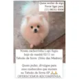 Lupi