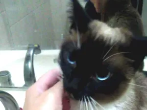 Gato raça Srd idade 7 a 11 meses nome Mila