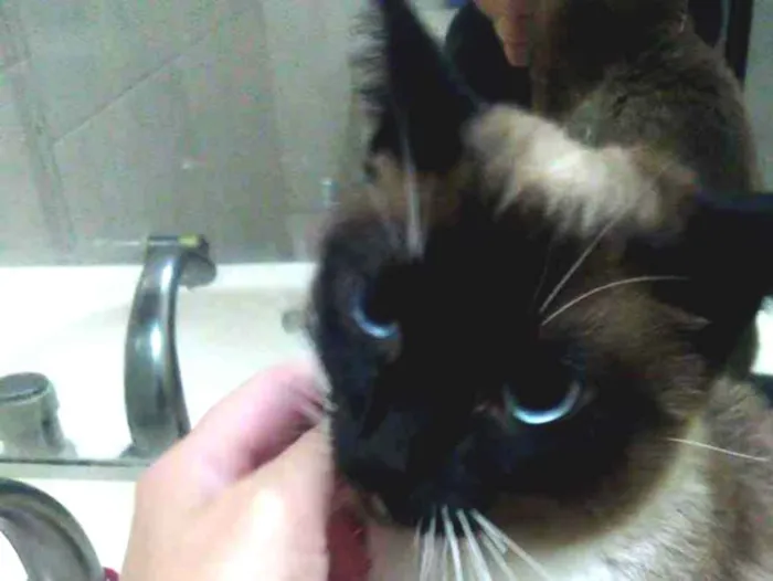 Gato ra a Srd idade 7 a 11 meses nome Mila