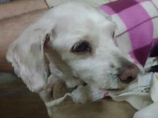 Cachorro ra a Poodle idade 3 anos nome Body