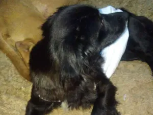 Cachorro raça Srd idade 2 anos nome Lilica