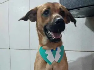 Cachorro raça vira lata  idade 1 ano nome loki