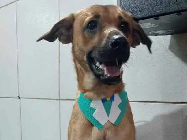 Cachorro ra a vira lata  idade 1 ano nome loki