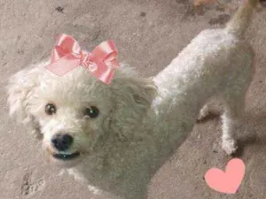 Cachorro raça Poodle mix idade 2 anos nome Pipoca