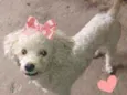 Pipoca