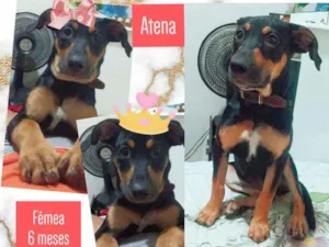 Cachorro raça Srd idade 2 a 6 meses nome Atena
