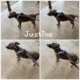 JUSTINE 