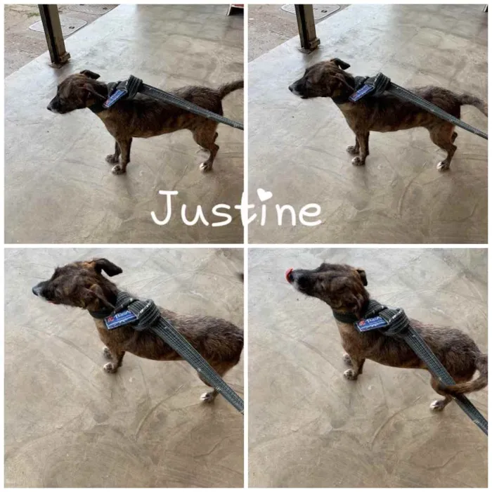 Cachorro ra a  idade 1 ano nome JUSTINE 