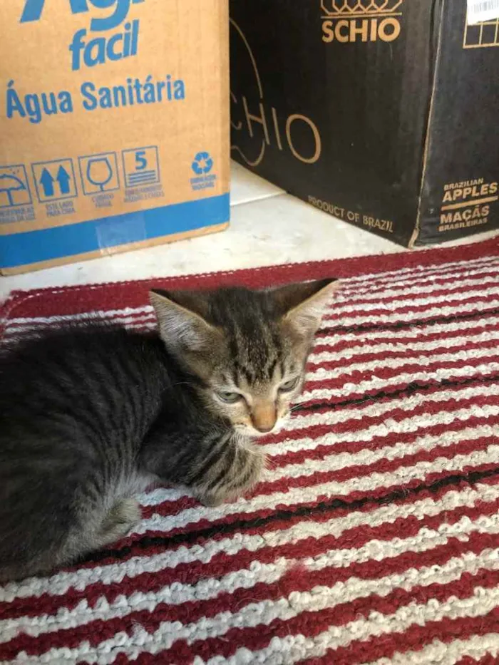 Gato ra a Srd idade 2 a 6 meses nome Babi