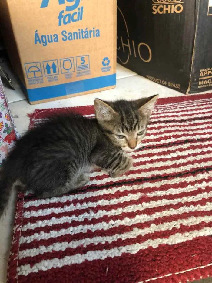 Gato ra a Srd idade 2 a 6 meses nome Babi