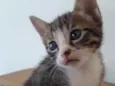 Gatinho