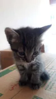 Gatinha