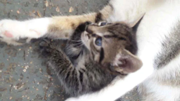 Gato ra a Vira lata idade 2 a 6 meses nome Gatinha