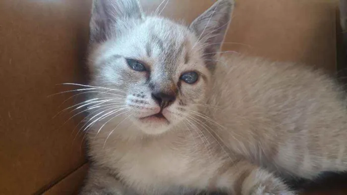 Gato ra a Vira lata idade 2 a 6 meses nome Gatinha