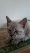Gatinha