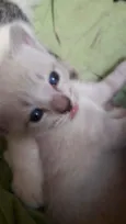 Gatinha