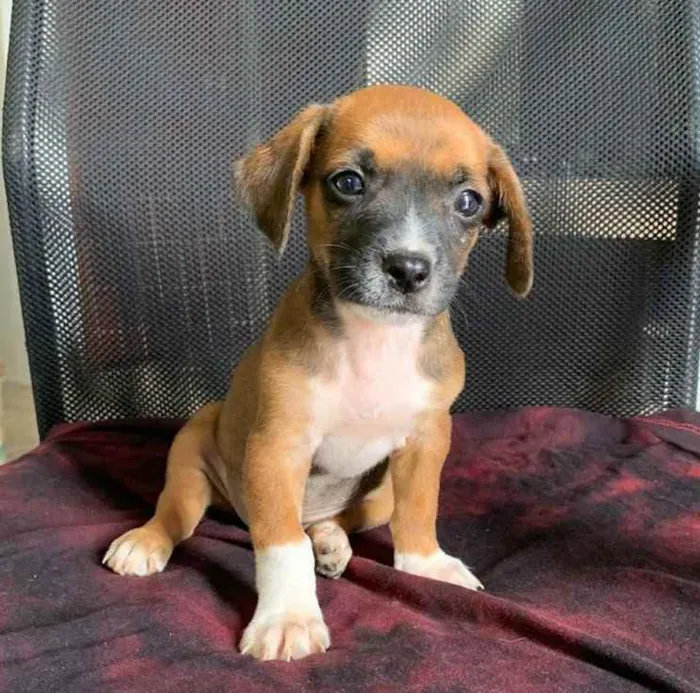 Cachorro ra a Vira lata idade Abaixo de 2 meses nome Não tem