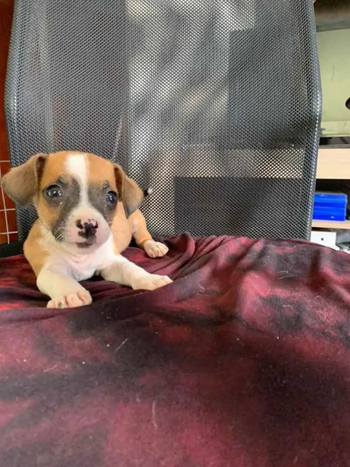 Cachorro ra a Vira lata idade Abaixo de 2 meses nome Não tem