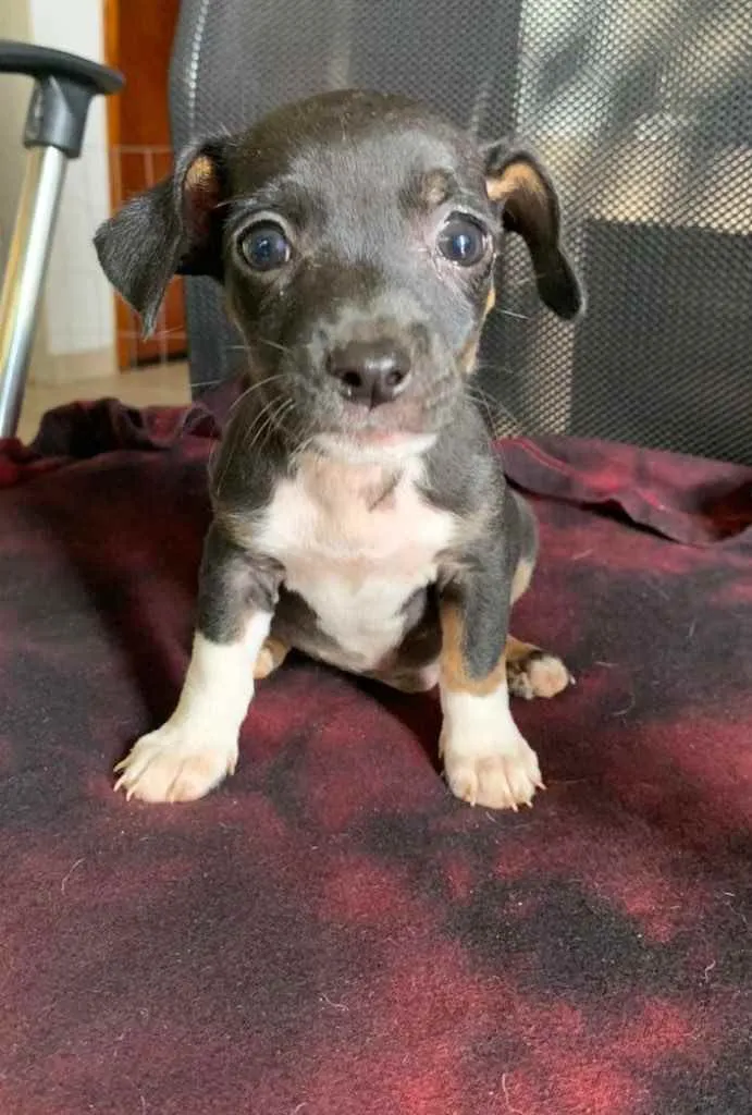 Cachorro ra a Vira lata idade Abaixo de 2 meses nome Não tem