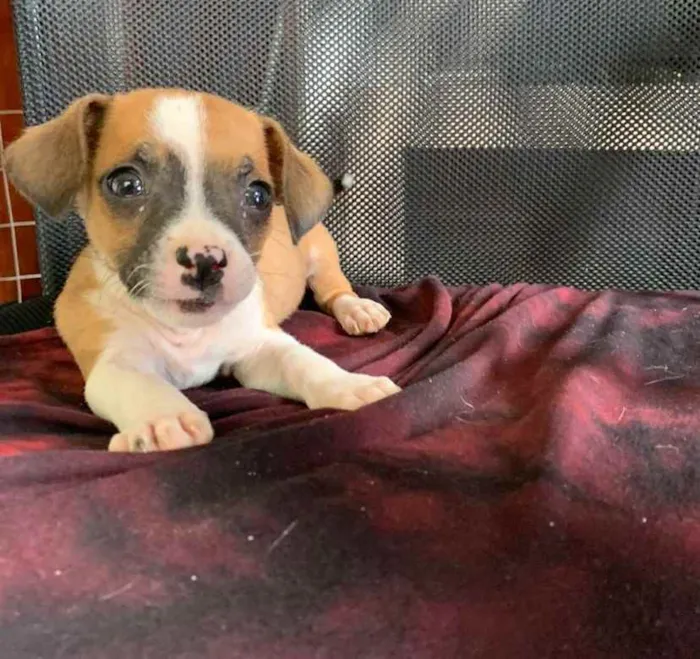 Cachorro ra a Vira lata idade Abaixo de 2 meses nome Não tem