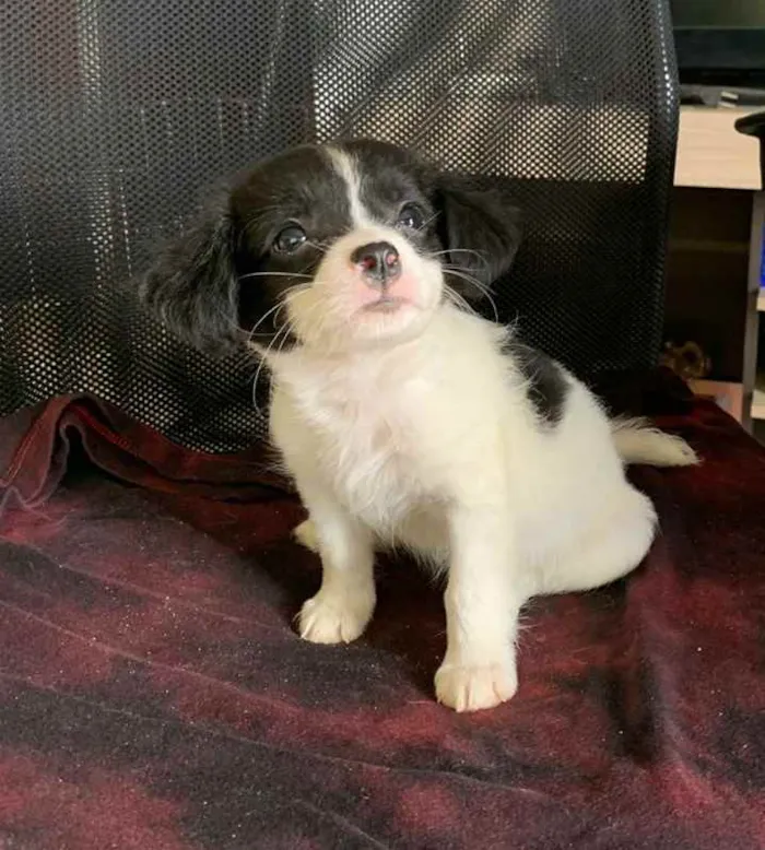 Cachorro ra a Vira lata idade Abaixo de 2 meses nome Não tem