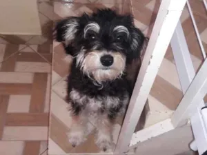 Cachorro raça Mistura Yorkshire idade 7 a 11 meses nome Sofia 