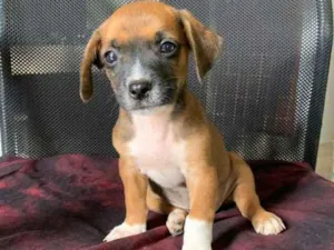 Cachorro raça Vira lata idade Abaixo de 2 meses nome Não tem