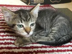 Gato raça Srd idade 2 a 6 meses nome Babi