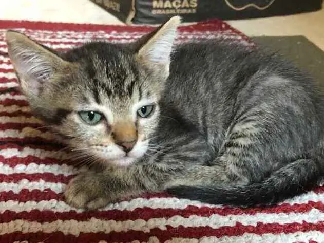 Gato ra a Srd idade 2 a 6 meses nome Babi
