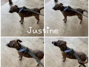 Cachorro raça  idade 1 ano nome JUSTINE 