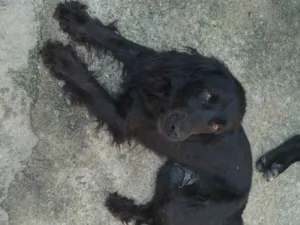 Cachorro raça Mistura cocker idade 2 anos nome Belinha