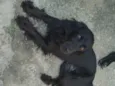 Belinha