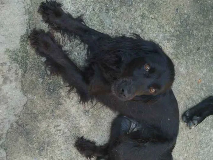 Cachorro ra a Mistura cocker idade 2 anos nome Belinha