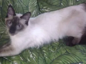 Gato raça Siamês idade 2 a 6 meses nome Gatinhos siameses