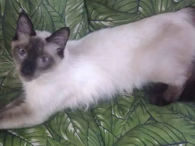 Gato ra a Siamês idade 2 a 6 meses nome Gatinhos siameses