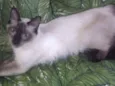 Gatinhos siameses