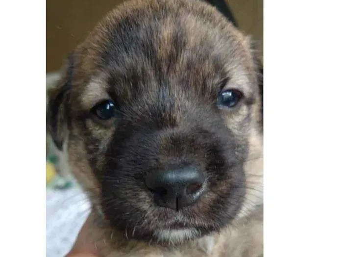 Cachorro raça SRD idade Abaixo de 2 meses nome Tigrinho