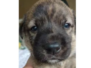 Cachorro raça SRD idade Abaixo de 2 meses nome Tigrinho