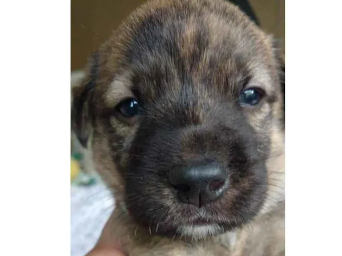 Cachorro raça SRD idade Abaixo de 2 meses nome Tigrinho