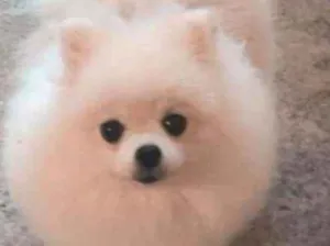 Cachorro raça  idade  nome Lupi