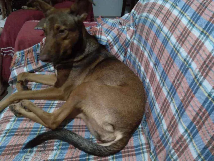 Cachorro ra a SRD idade 1 ano nome Maya