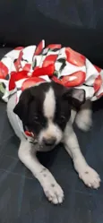 Laika