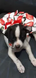 Laika