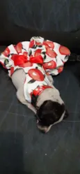 Laika