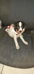 Laika